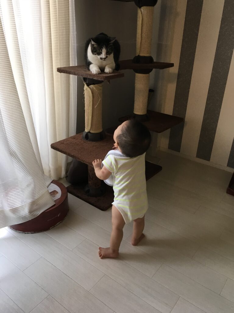 猫を見上げる赤ちゃん